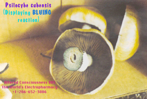 Psilocybe cubensis.gif